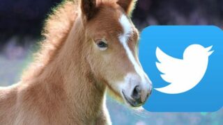 Twitter magic pony