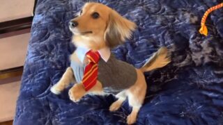 harry potter video