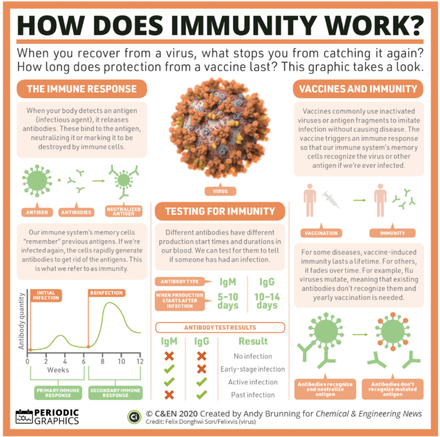 Infografica sistema immunitario